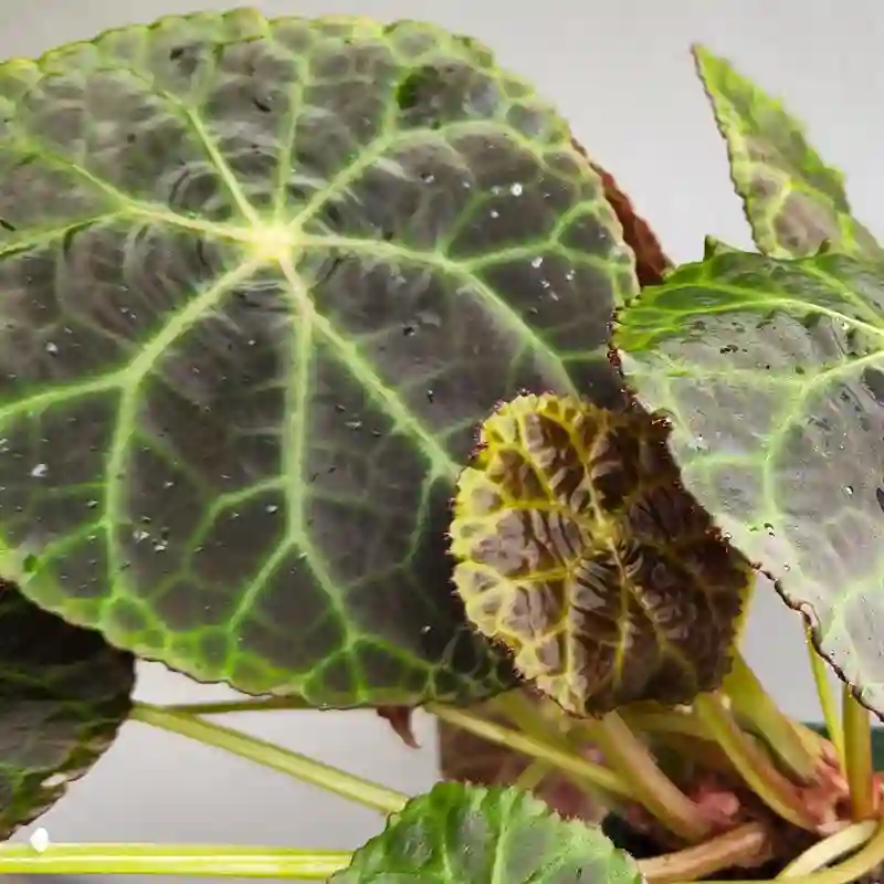 Begonia Goegoensis