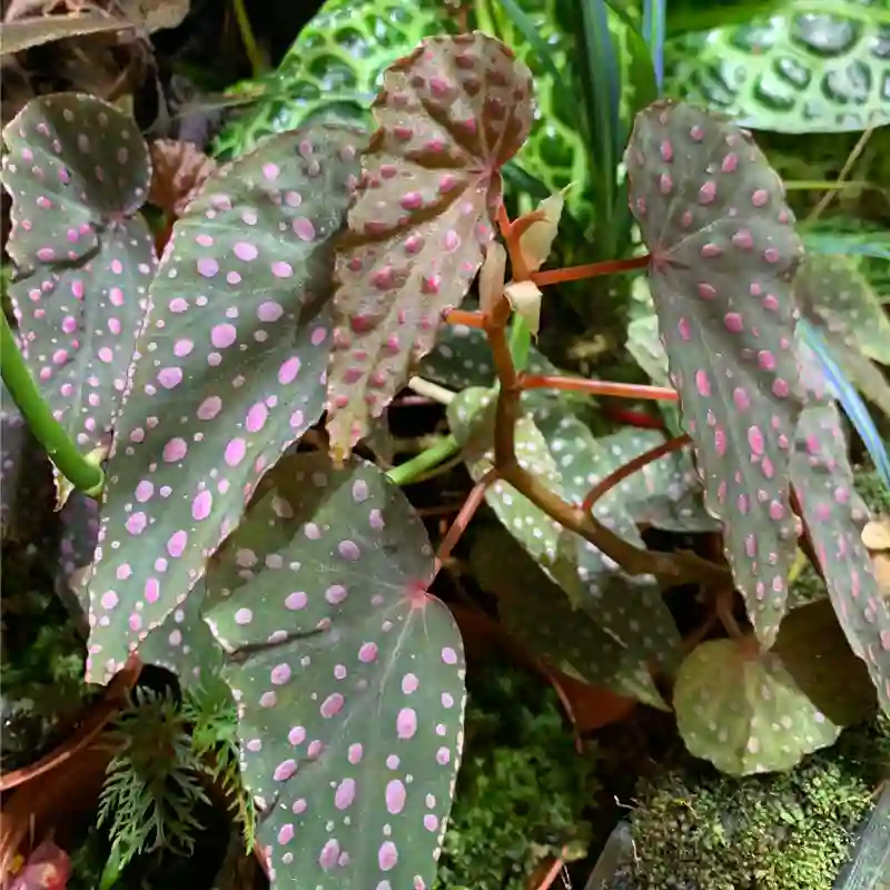 Begonia Malachosticta