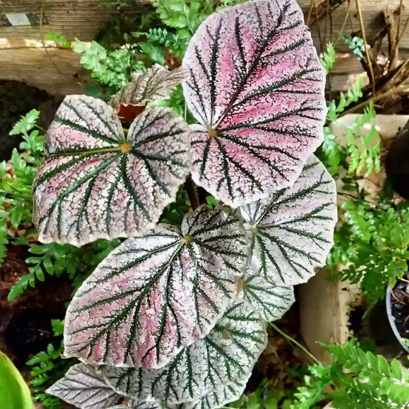 Begonia Maurice Amey