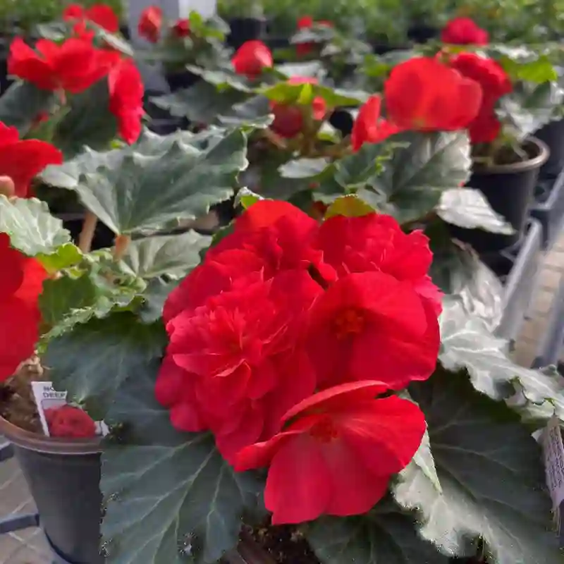 Begonia Nonstop Deep Rose