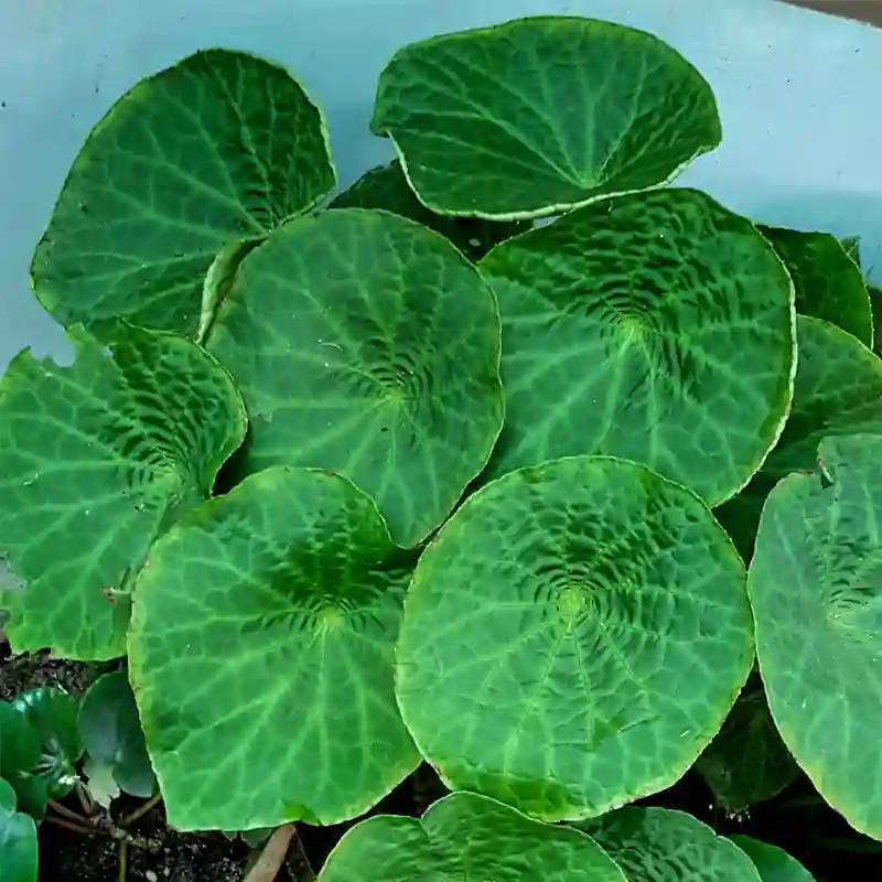 Begonia Phuthoensis