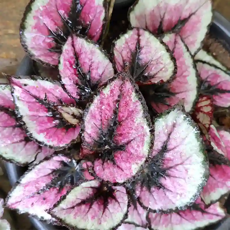 Begonia Red Kiss