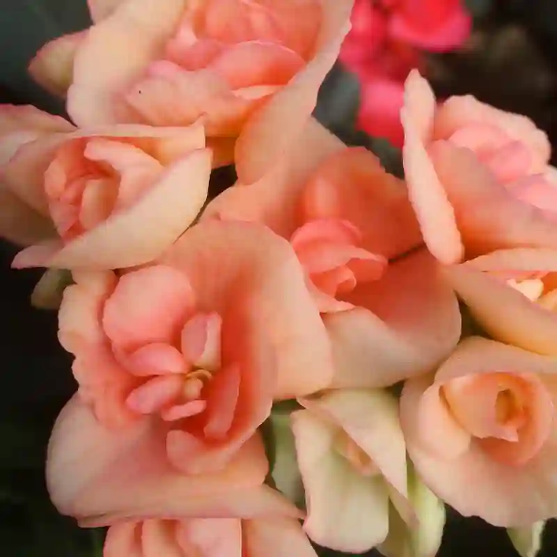 Rieger Begonia