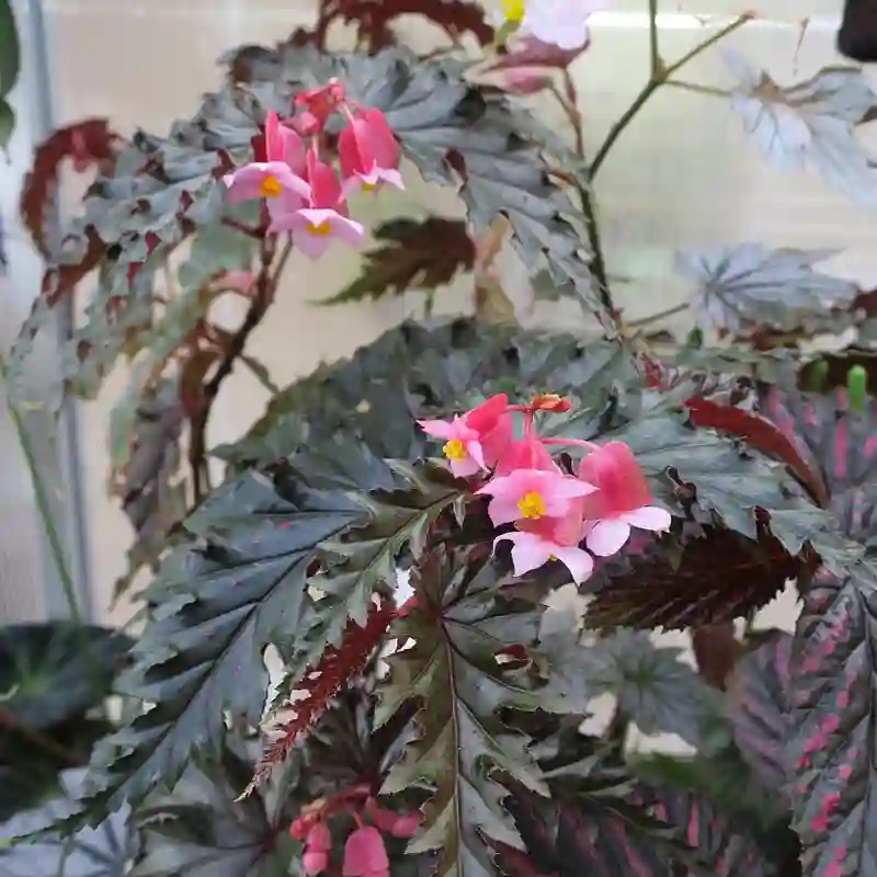 Begonia Serratipetala