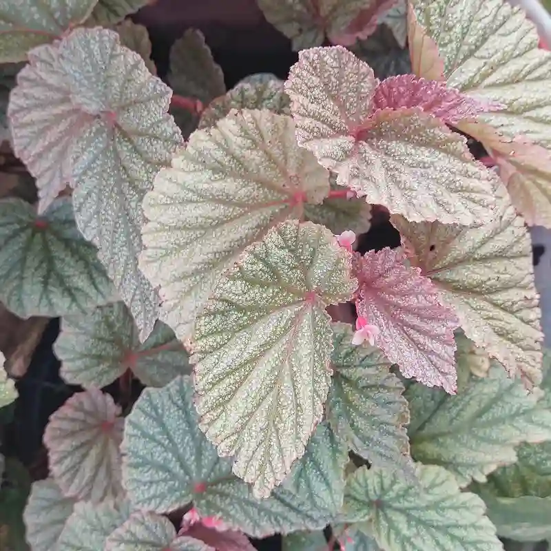 Begonia Sinbad