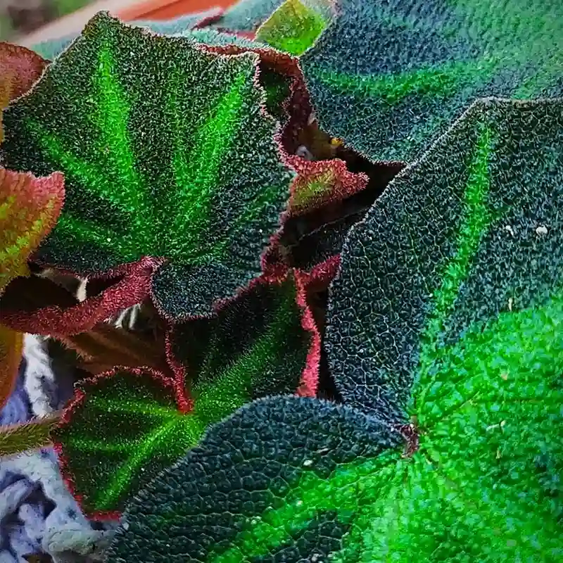 Begonia Soli Mutata