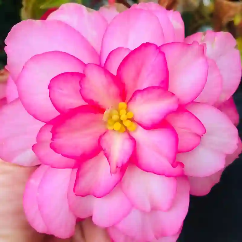 Begonia Super Cascade