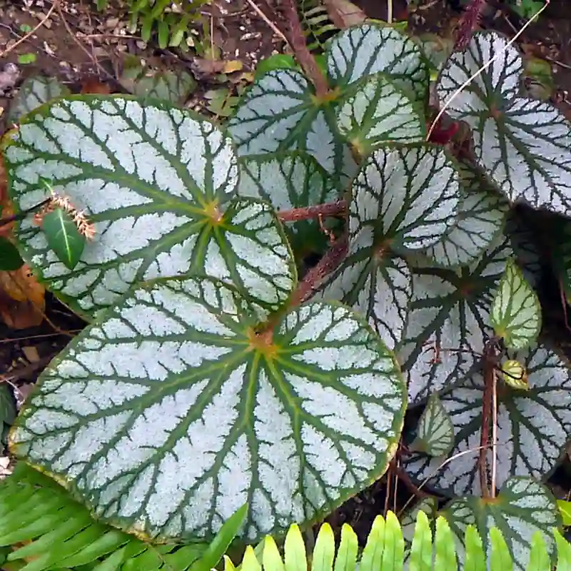 Begonia U400