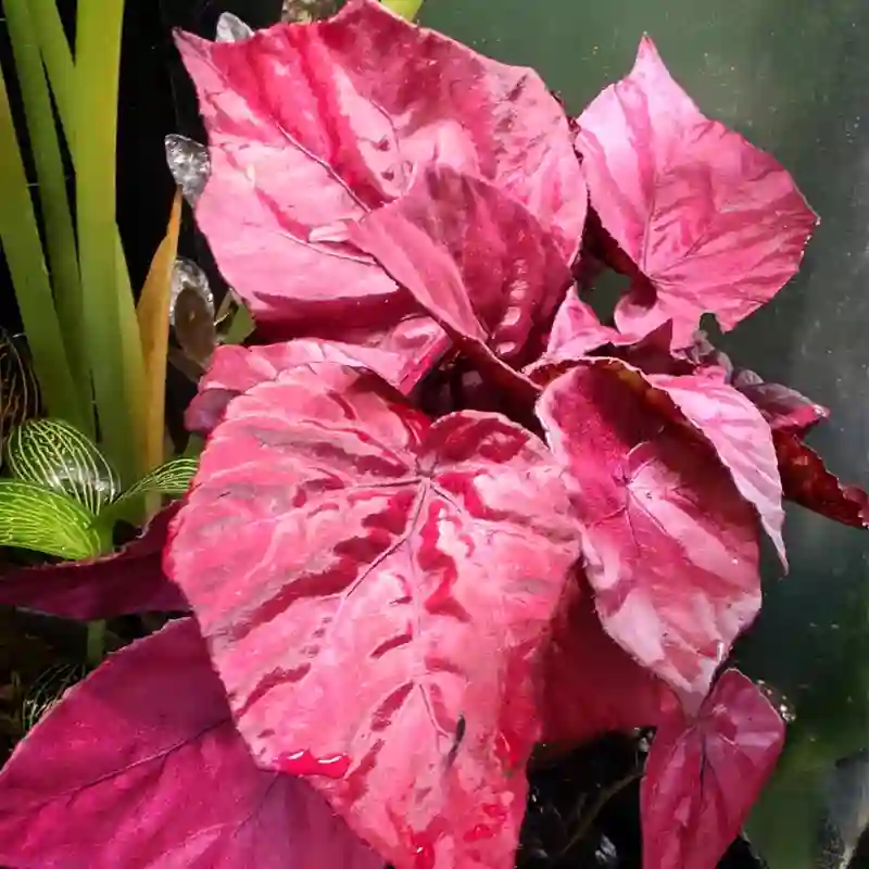 Begonia Inca