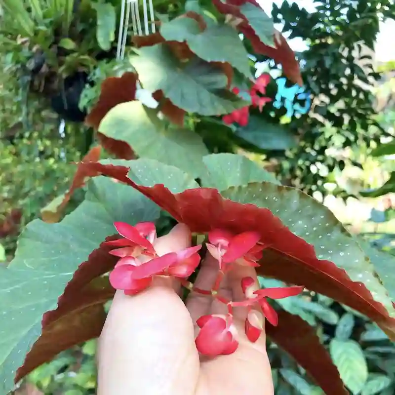 Begonia Coccinea