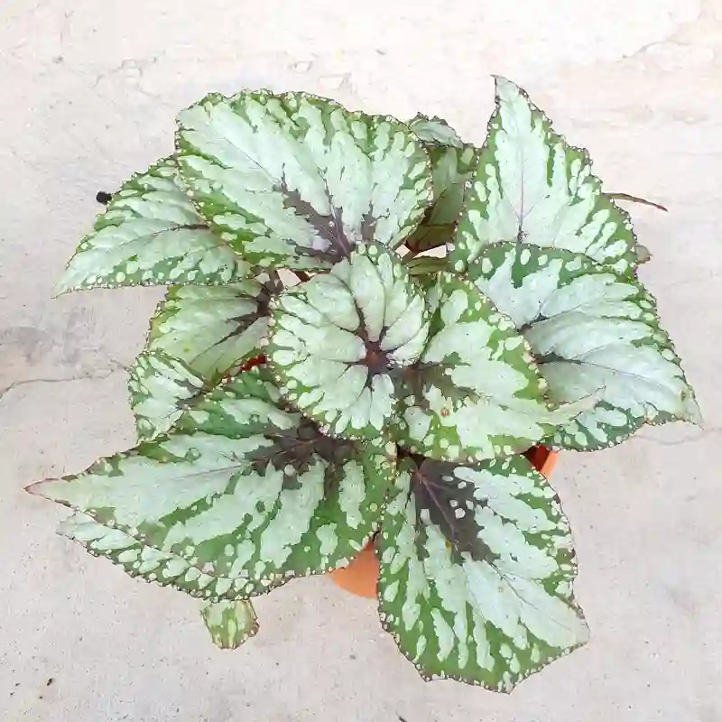 Ballet Rex Begonia