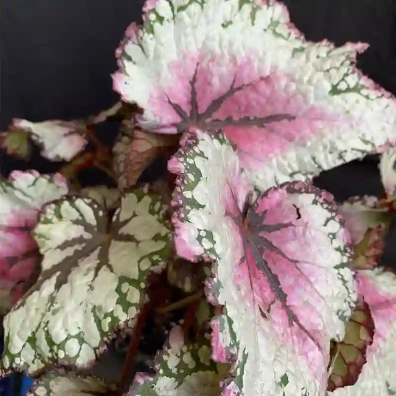 Tornado Rex Begonia