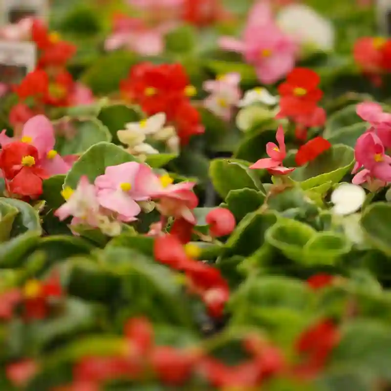 Begonia Cocktail