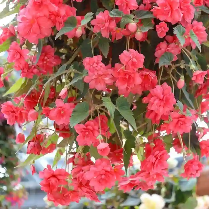 Begonia Hiemalis