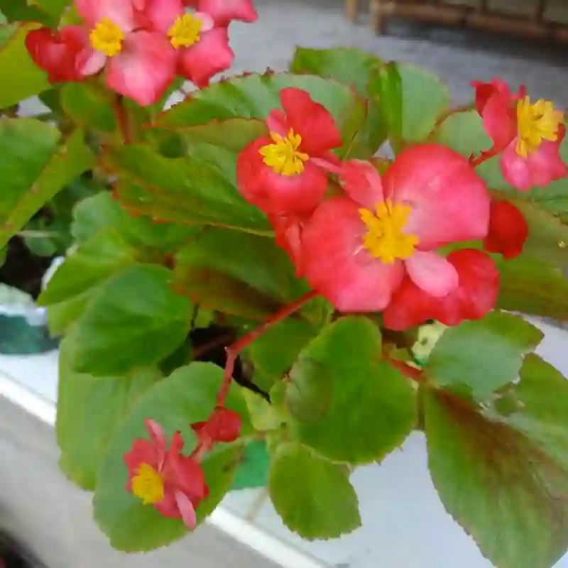 Begonia Ambassador Scarlet