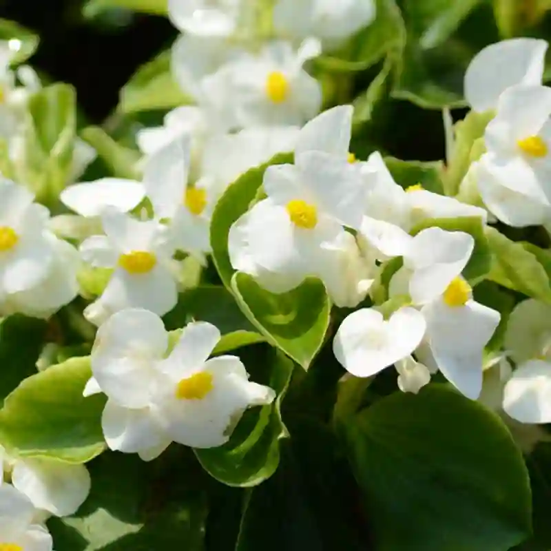 Begonia Ambassador White