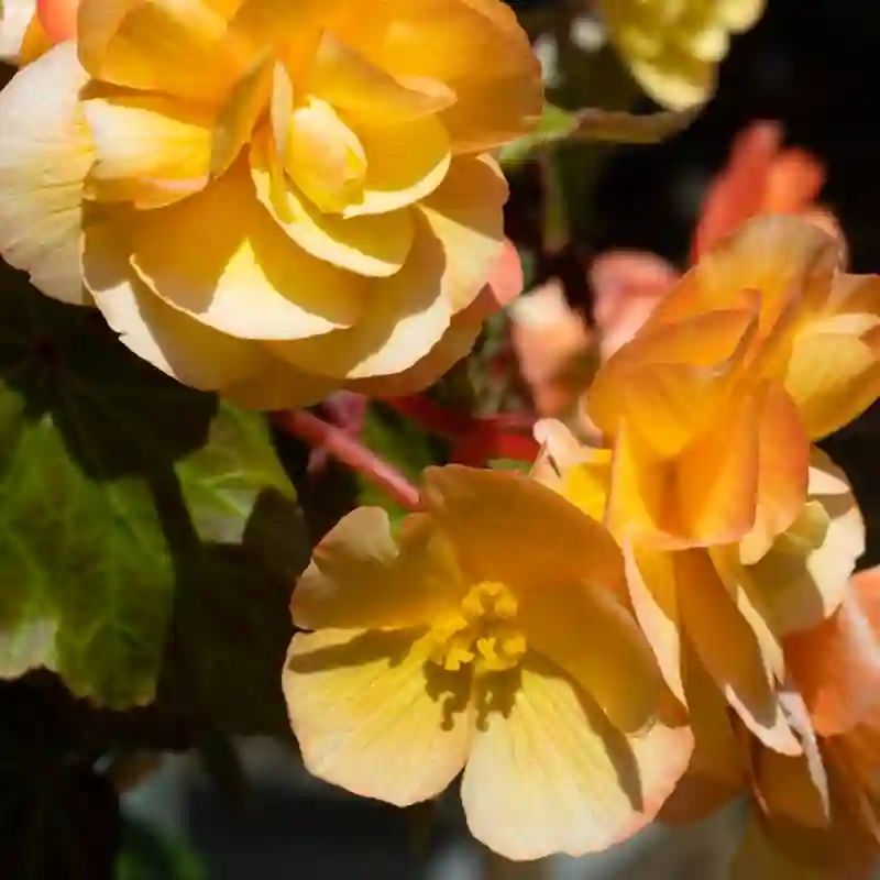 Begonia ‘Apricot Shades 2 monsteraholic | Monsteraholic