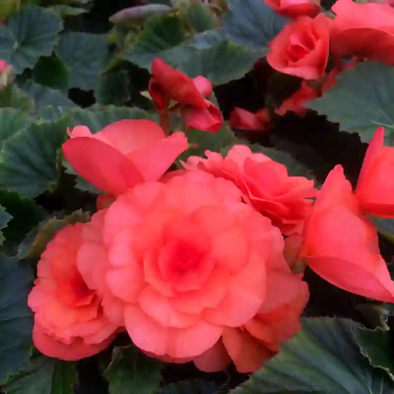 Begonia Solenia Salmon Coral