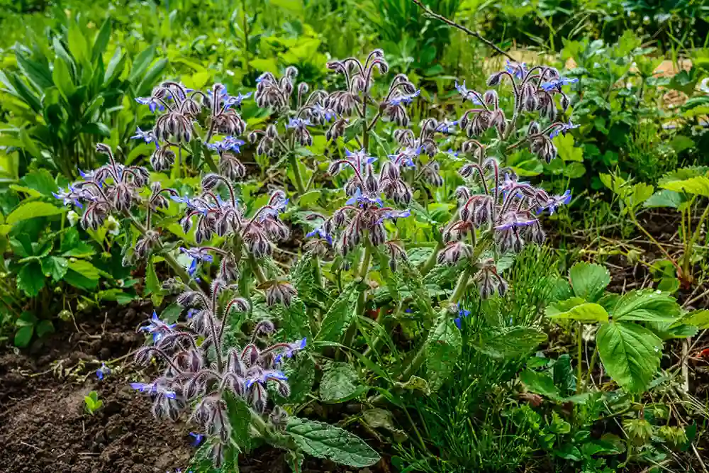 Borage