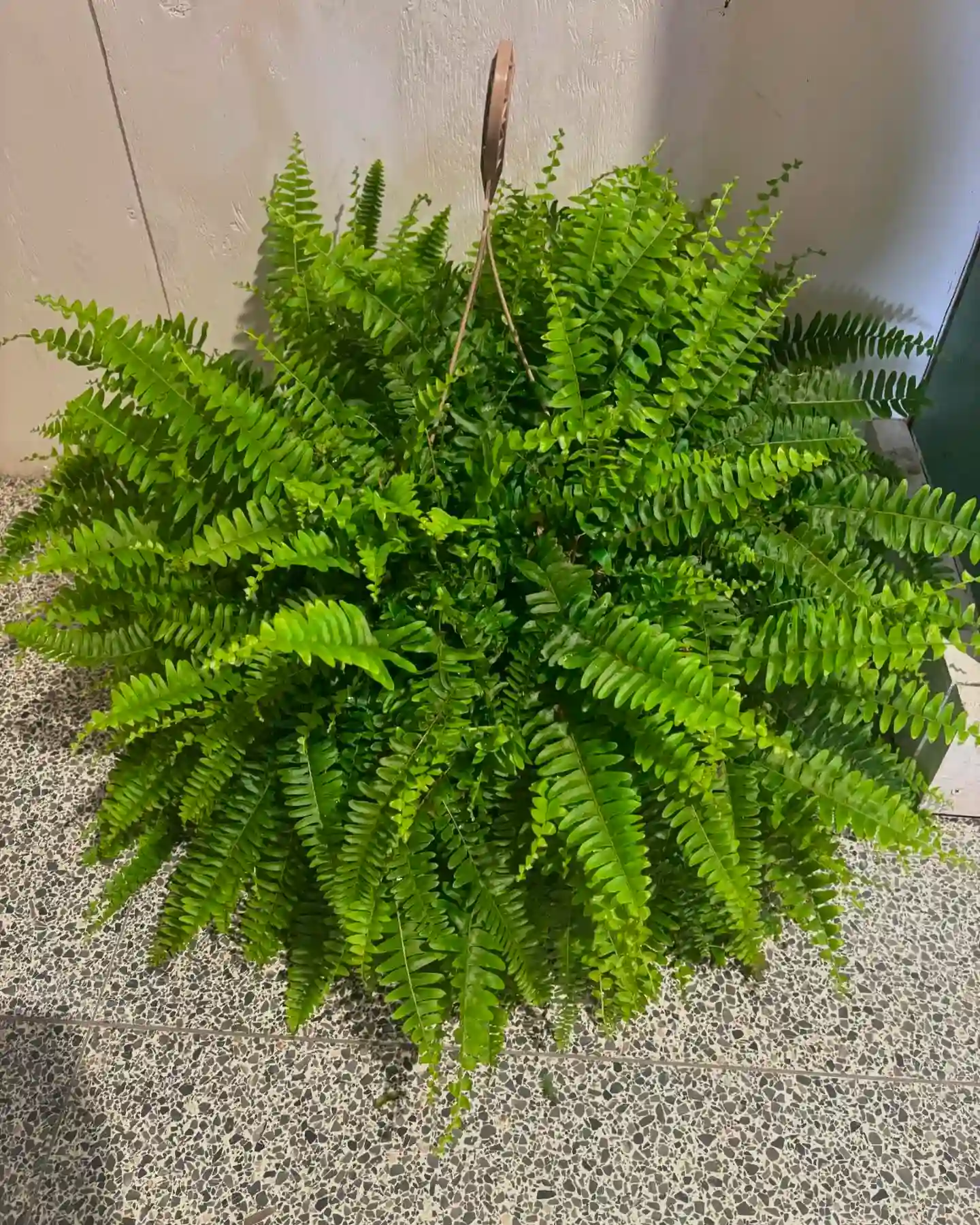 Plant FAQs Boston Fern