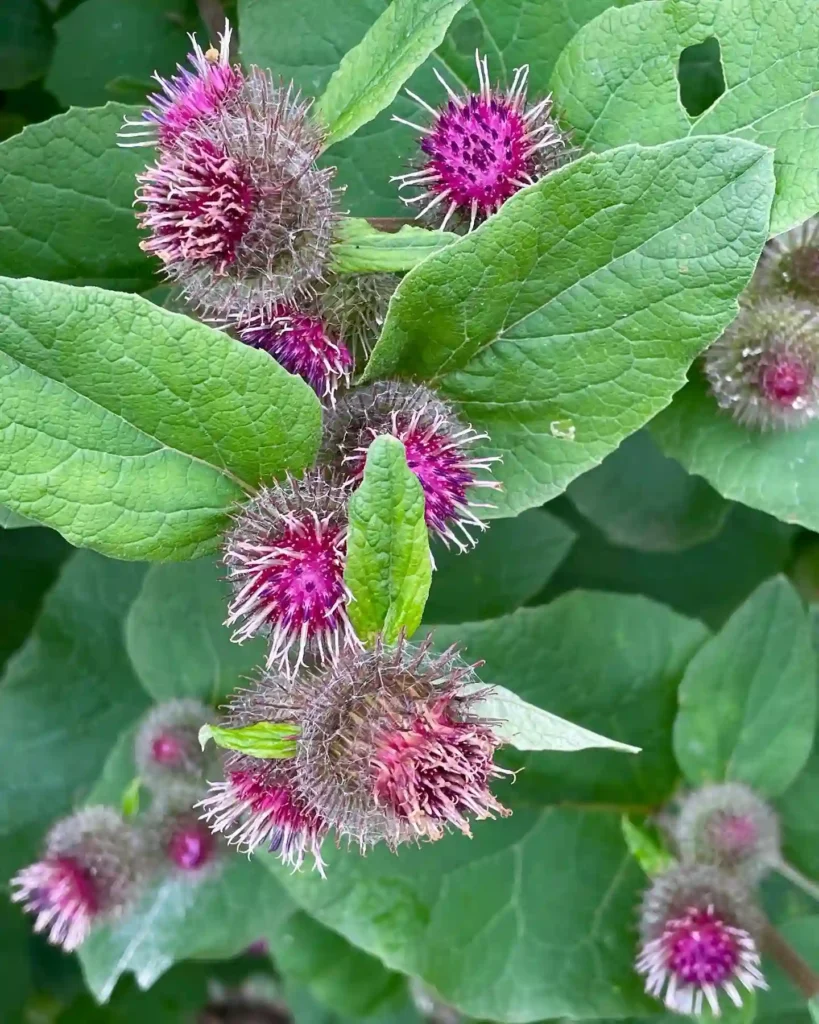 Burdock