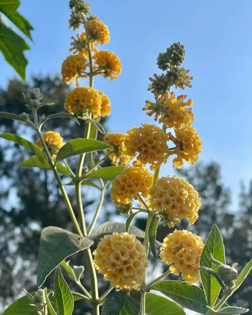 Butterfly Bush