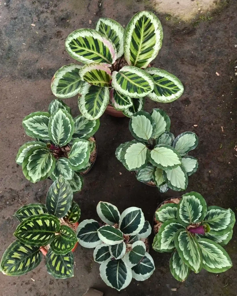 Calathea