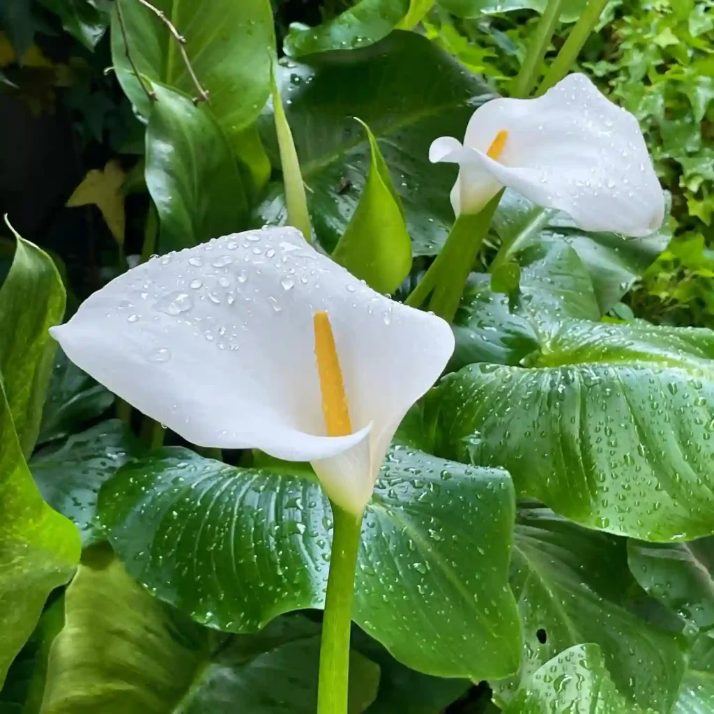 Calla Lily