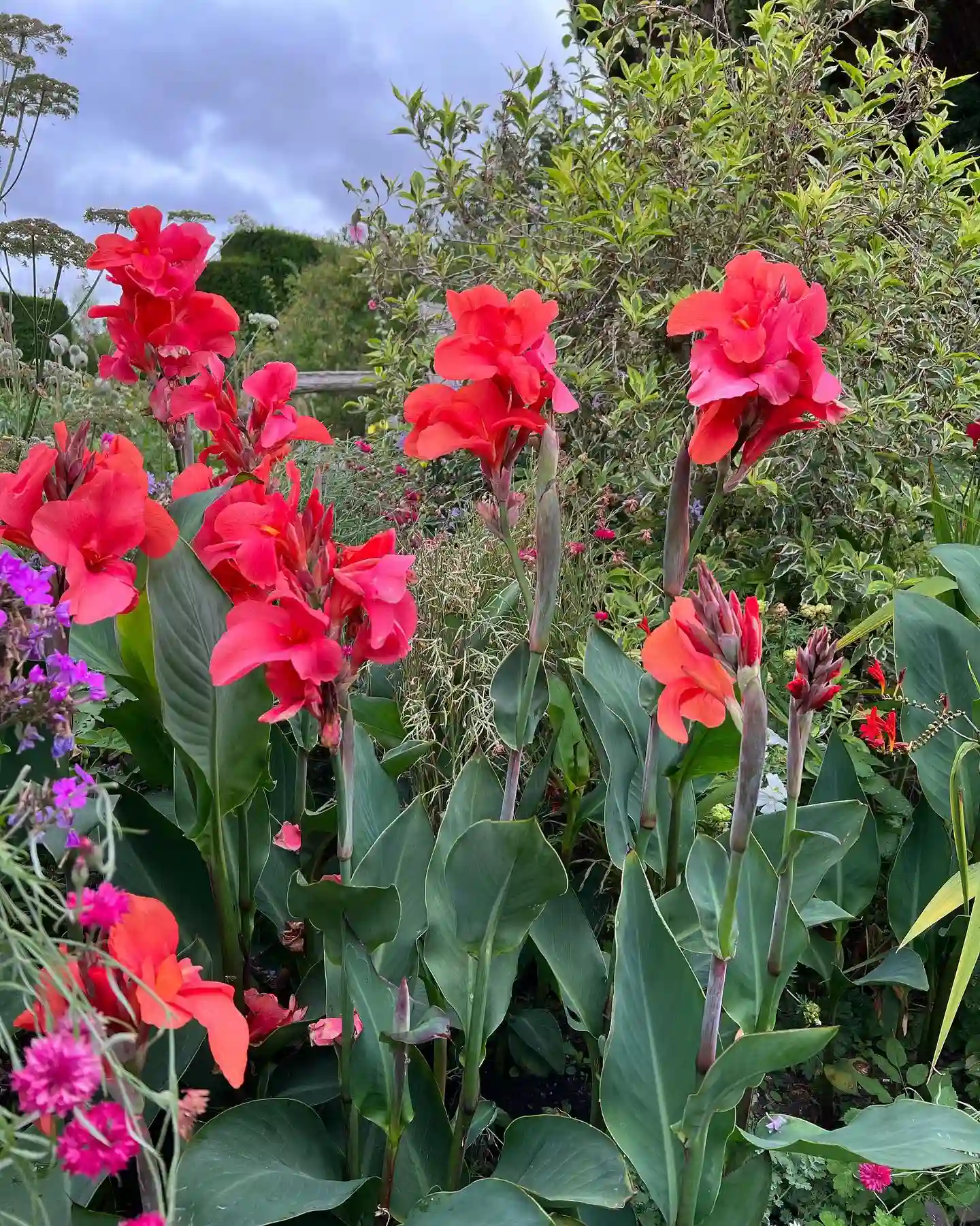 Plant FAQs Cannas
