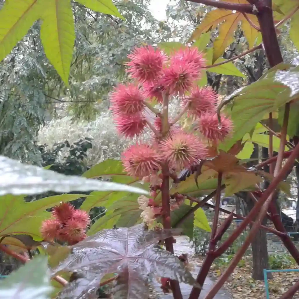 Castor Beans