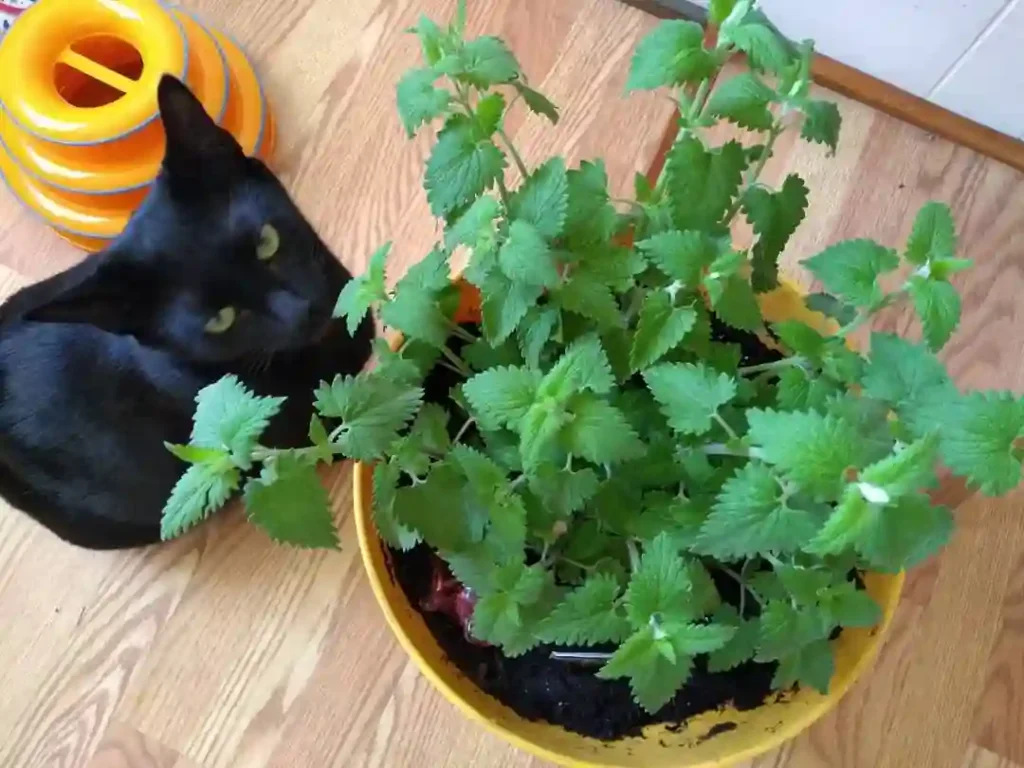 Catnip