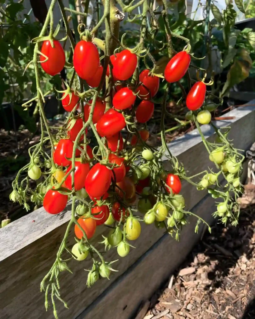 Cherry Tomatoes monsteraholic.com Plant 101 | Monsteraholic