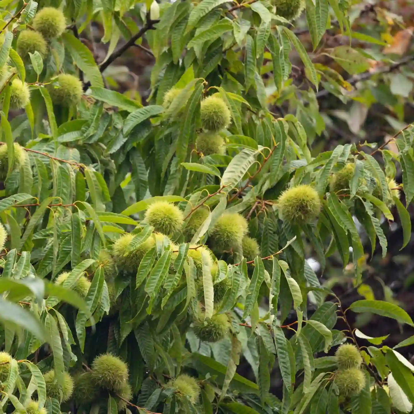 plant-faqs-chestnut-tree