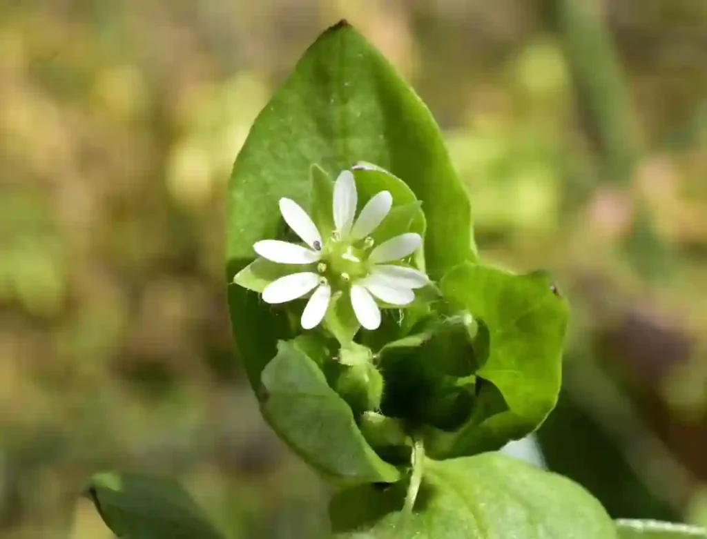 Chickweed