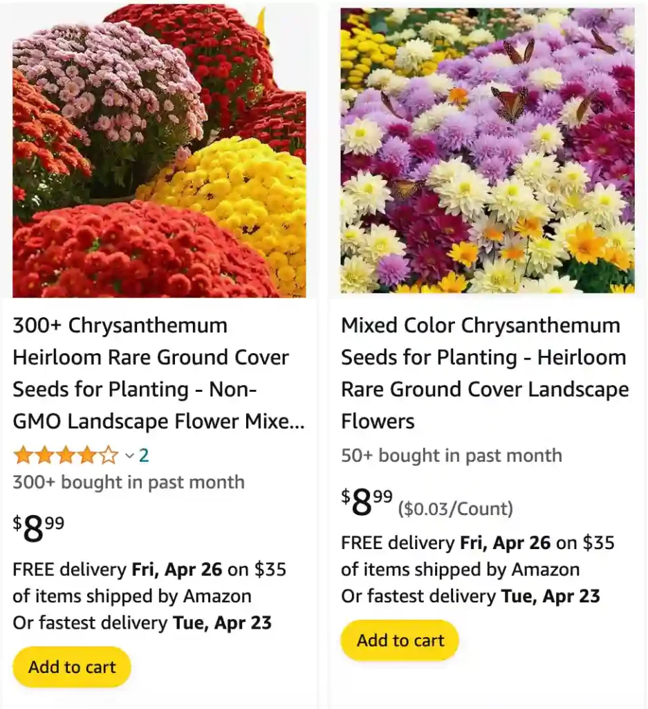 Plant FAQs: Chrysanthemum