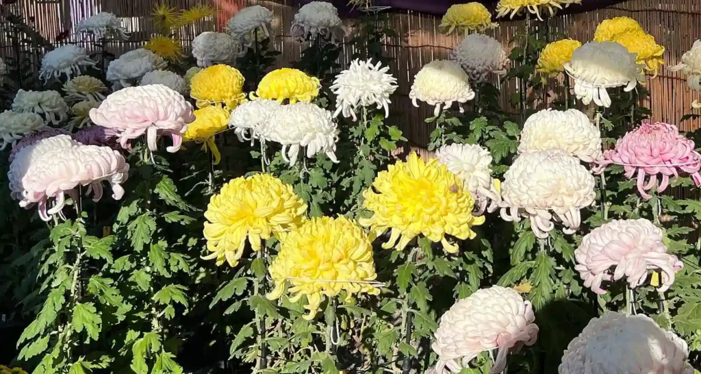 Chrysanthemum