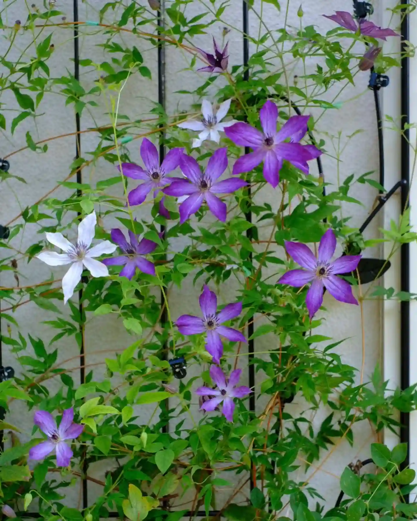 Clematis