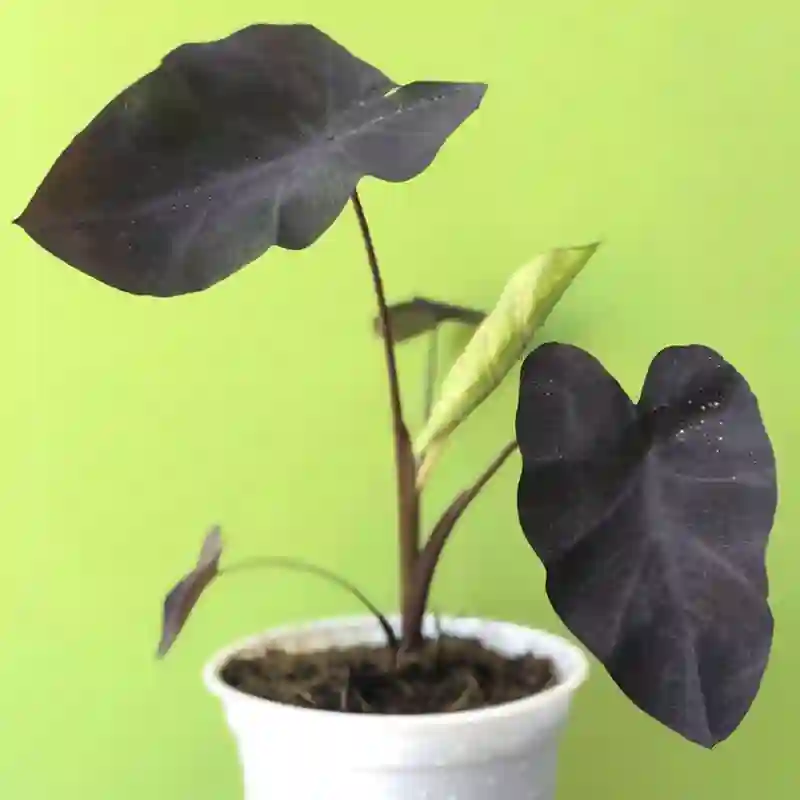 Colocasia Black Coral