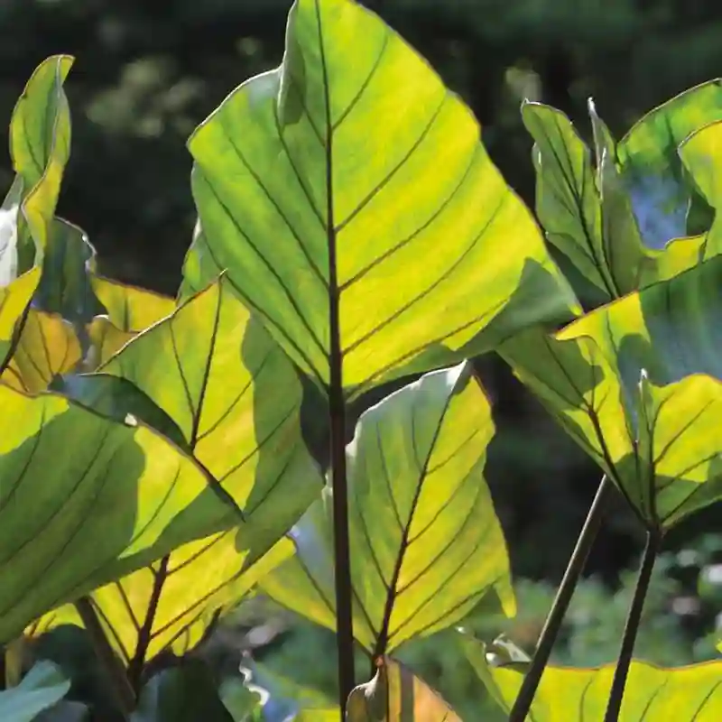 Colocasia Coffee Cup