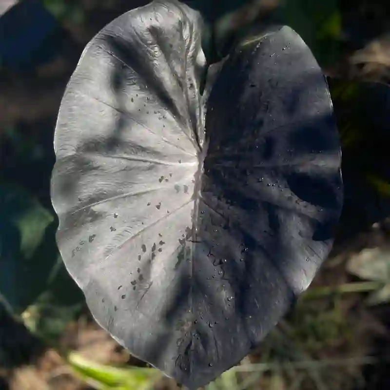 Colocasia Kona Coffee