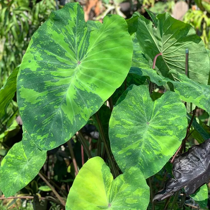 Plant FAQs: Colocasia Lime Gecko