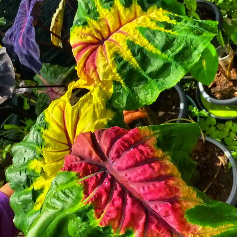 Colocasia Light Pillar