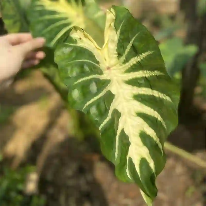 Colocasia Maui Gold