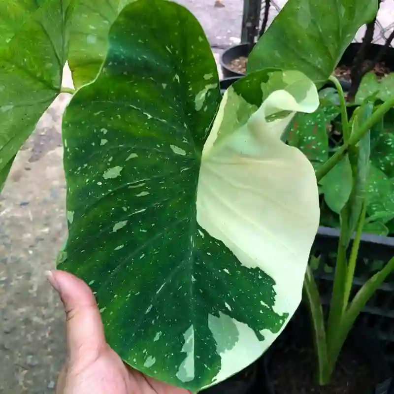 Colocasia Milky Way