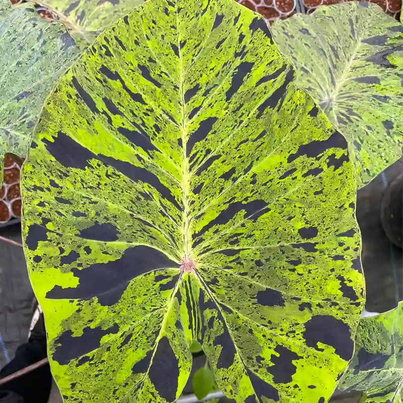 Colocasia Mojito