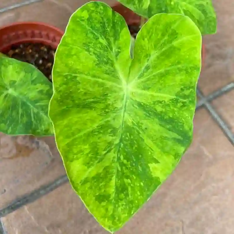 Colocasia Morning Dew