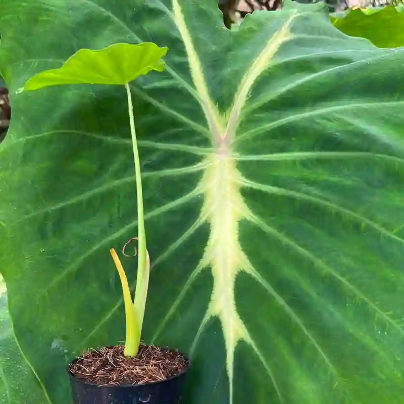 Colocasia Nancy