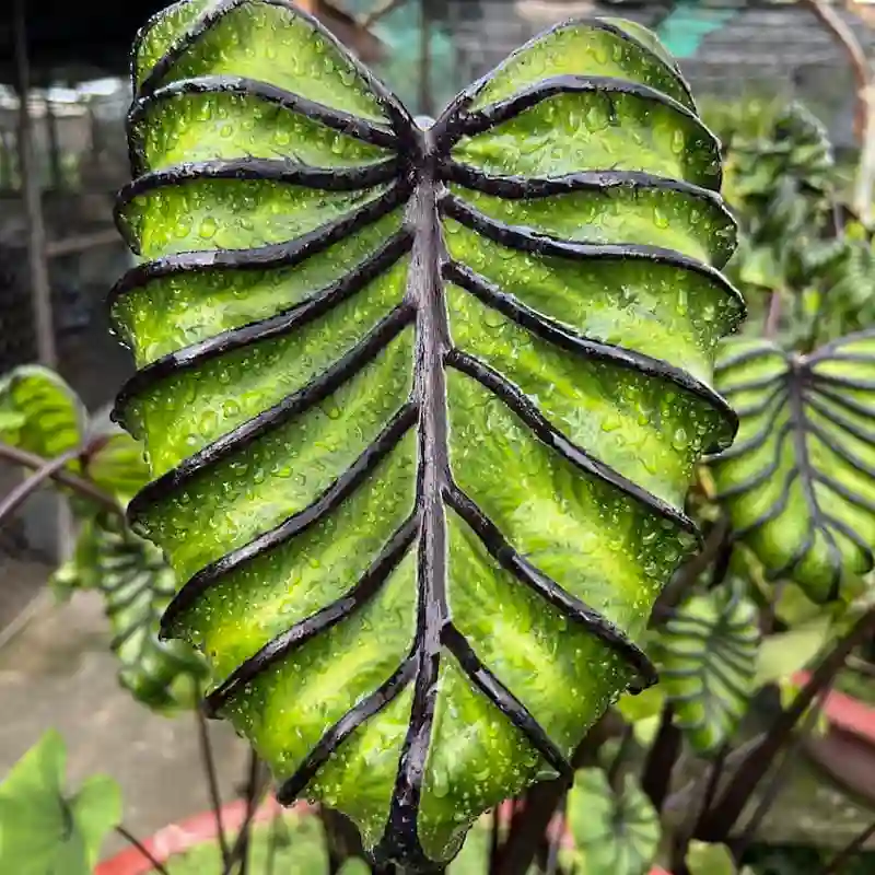 Colocasia Pharaoh's Mask