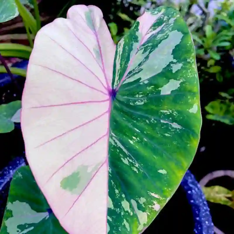 Colocasia Pink Sapphire