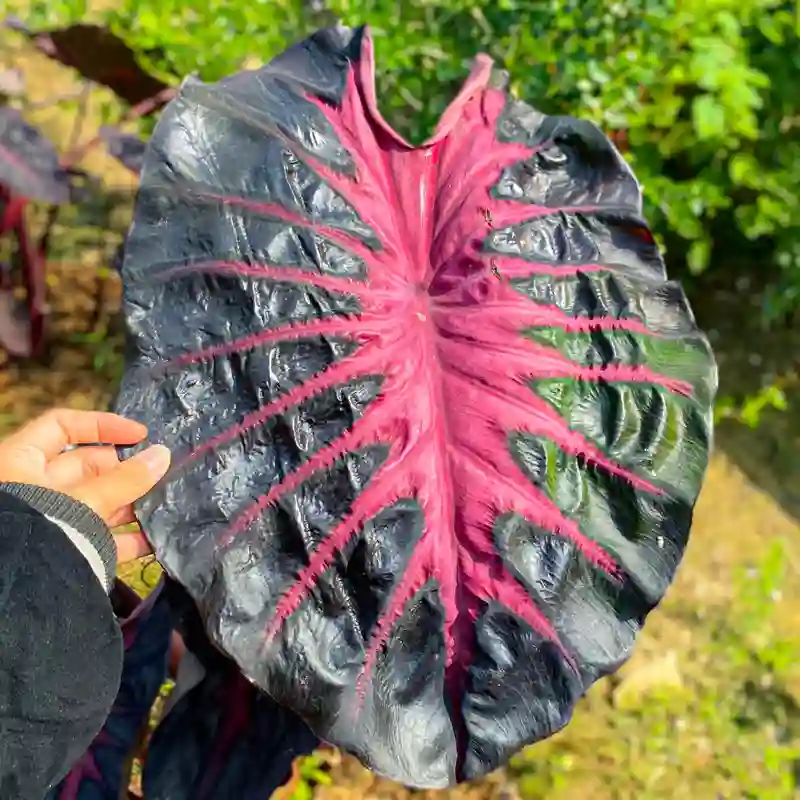 Colocasia Pink Venom